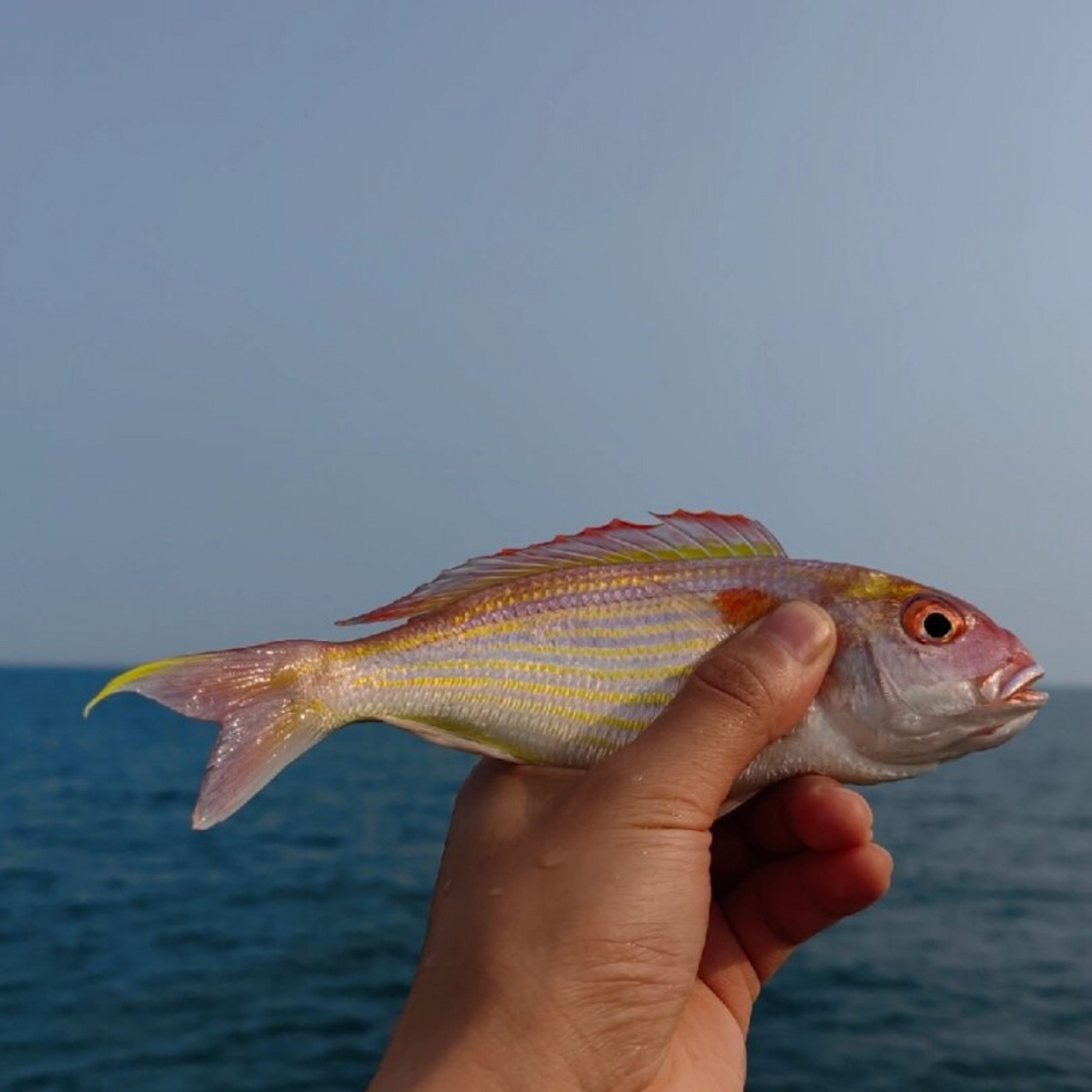鱼尾中的色彩美学好看又好吃的金线鱼  金线鱼,这个名字听起来就充满