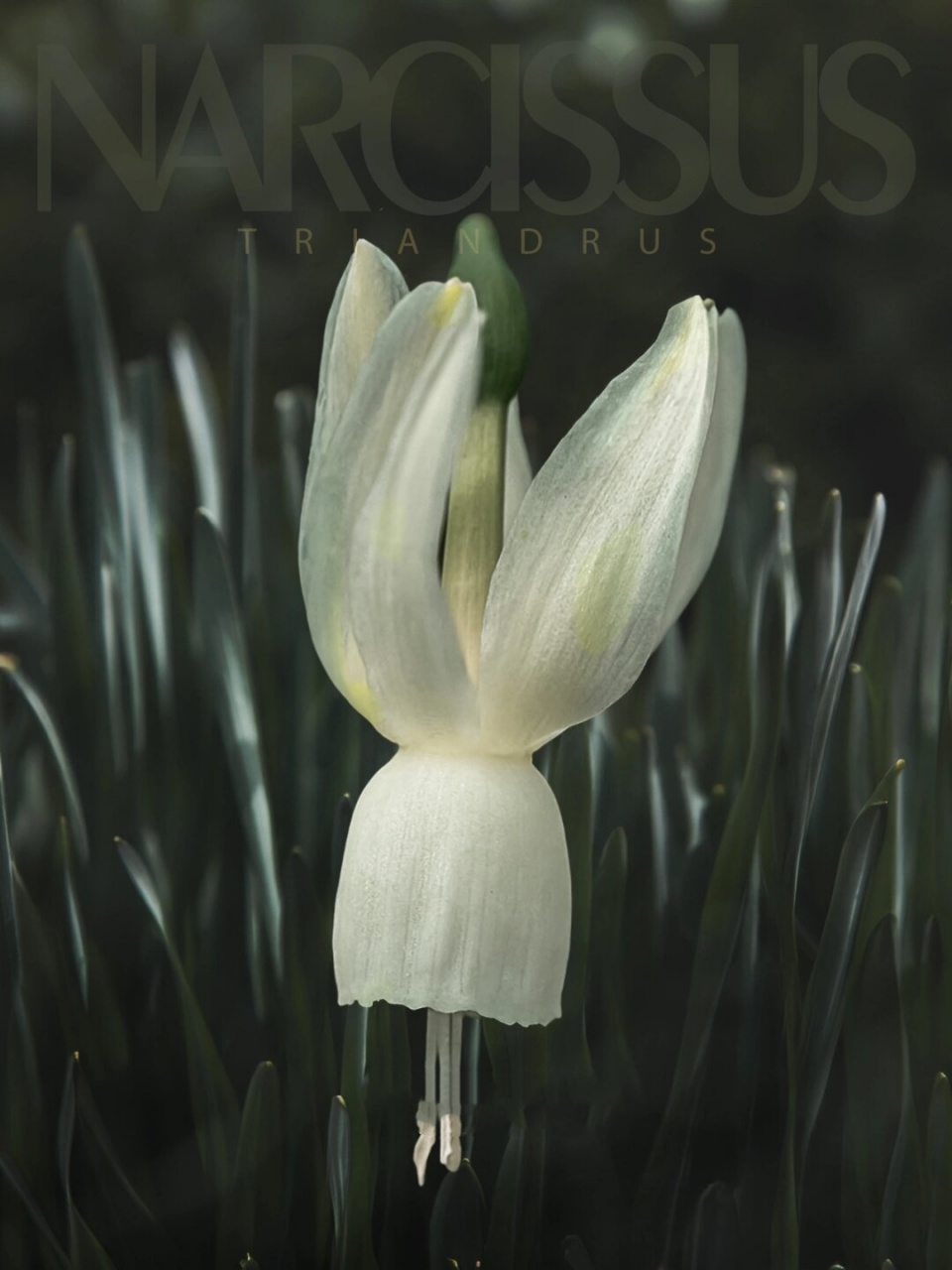 英国皇家园艺优异奖  98中文名:西班牙水仙 98英文名:angels