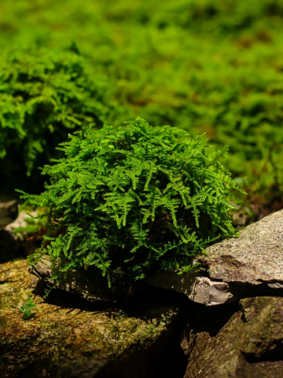 大灰藓苔玉  强推新人养的大灰藓🌱,养护超简单!