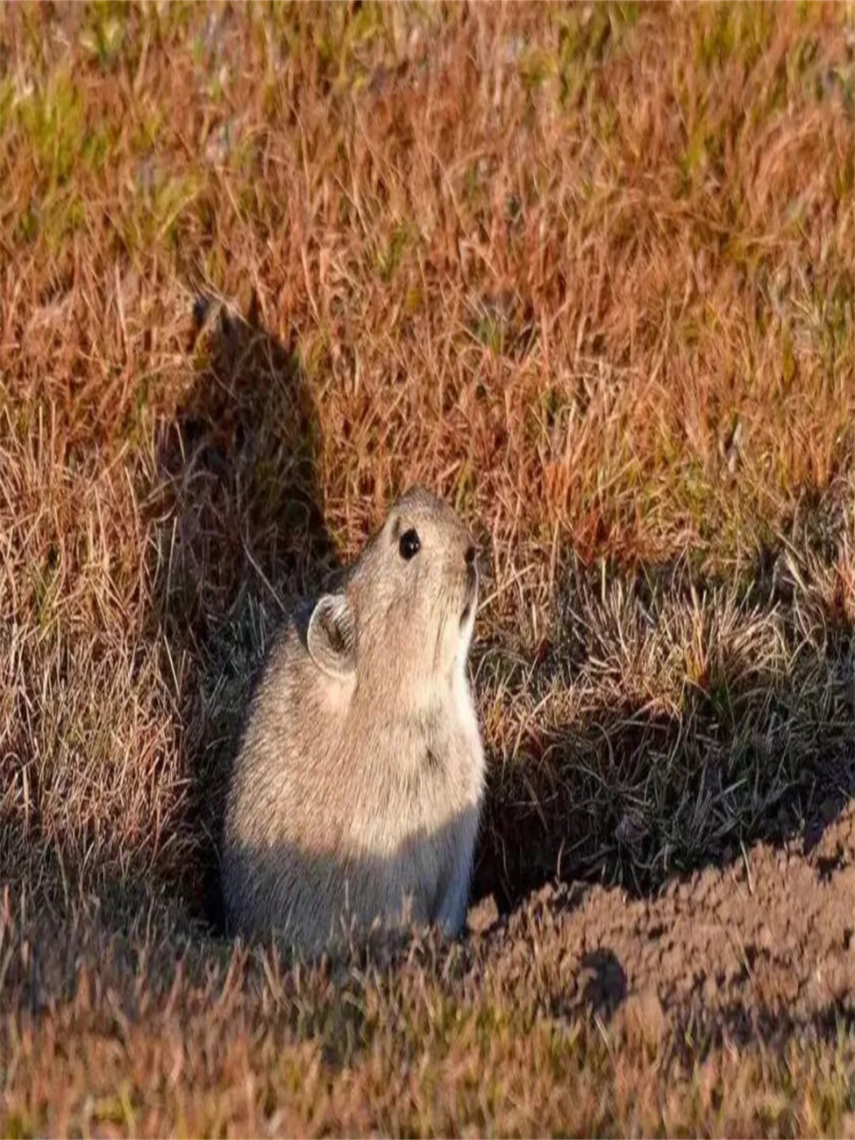 趣味动物高原鼠兔  91高原鼠兔,拉丁学名ochotona curzoniae,92体