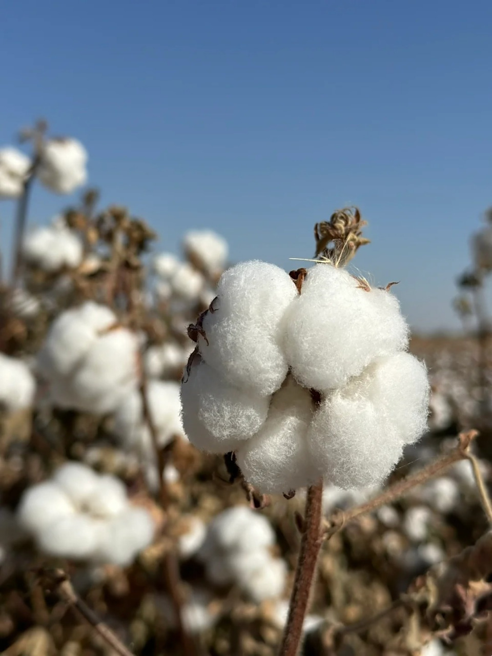 棉花图片 你知道吗,其实棉花不是花🌱,它是种子的纤维,却有独特的