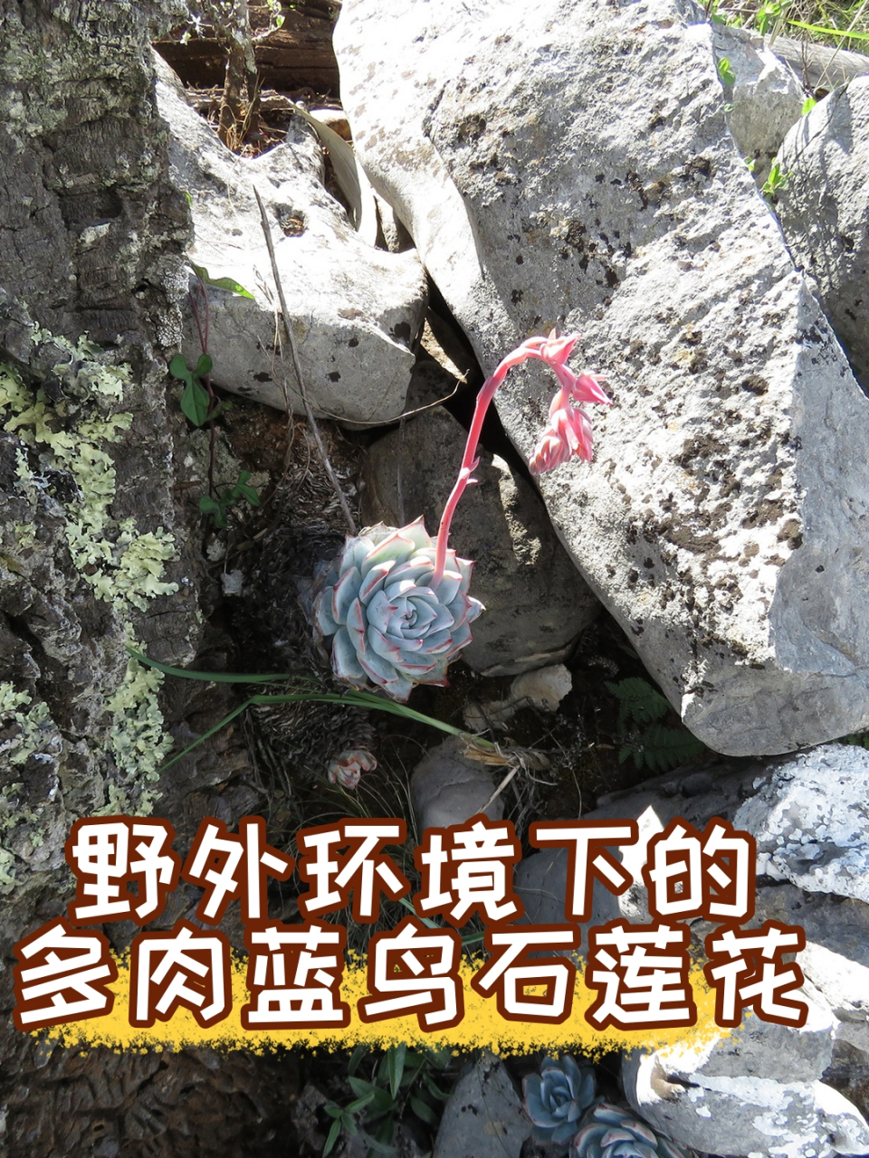 野外环境下的多肉蓝鸟石莲花  在广袤的野外,有一种多肉植物,以其独特