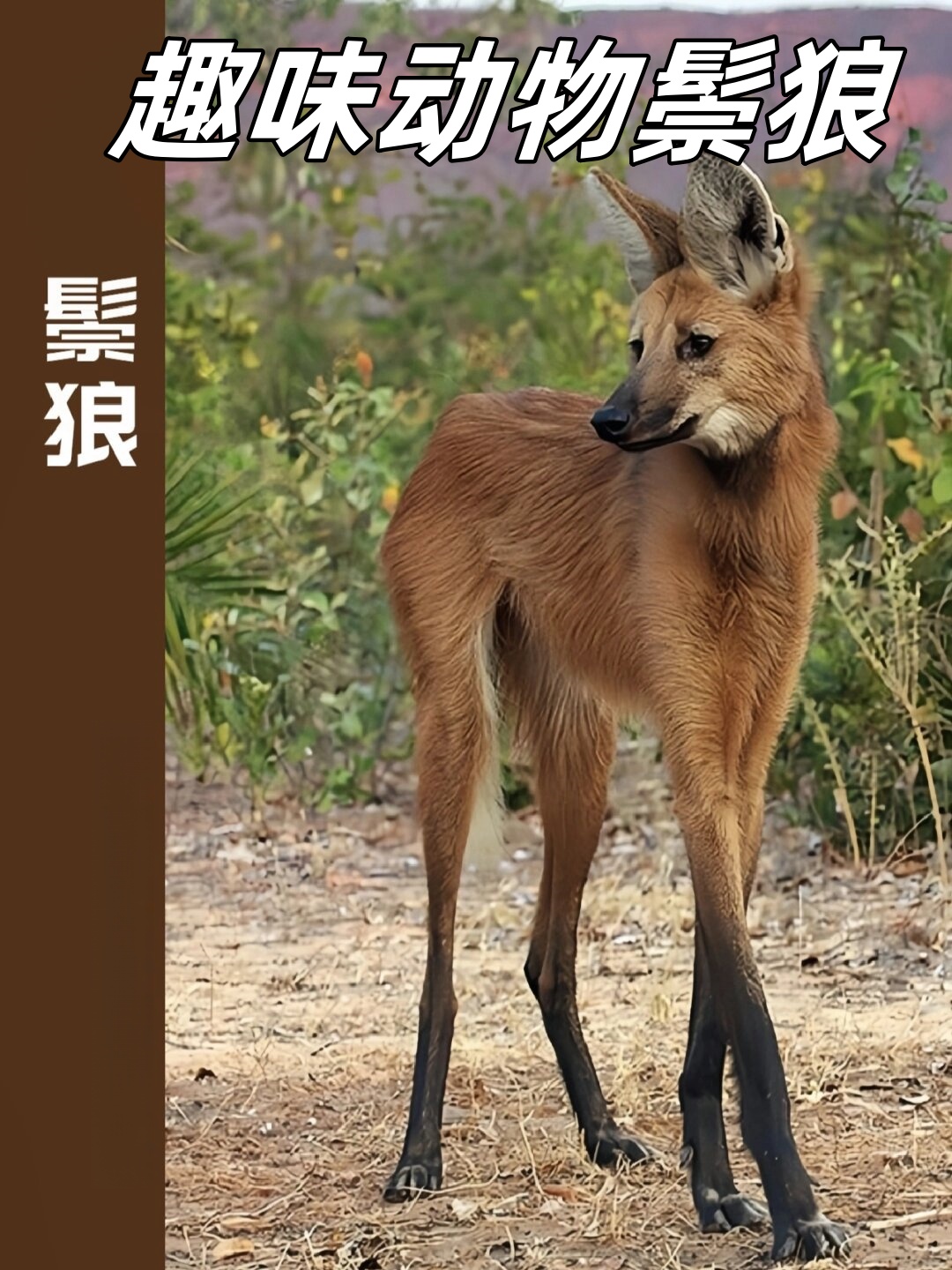 趣味动物鬃狼  鬃狼,别名巴西狼,南美狼,是南美最大的犬科动物