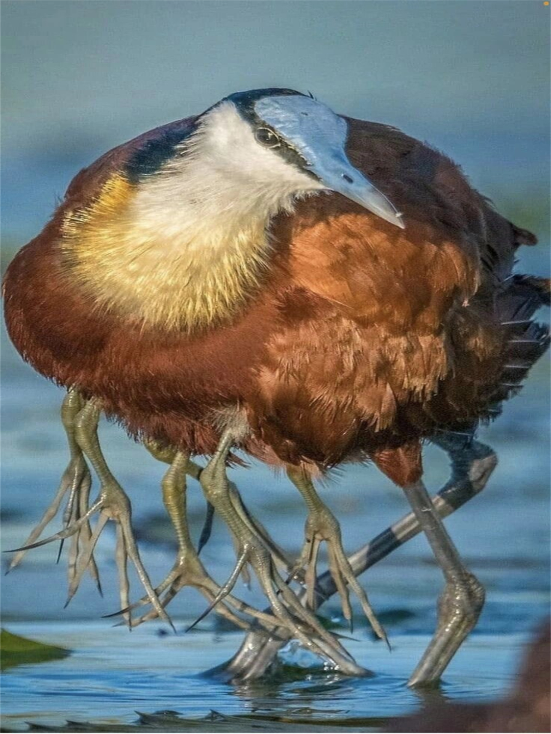 非洲水雉,拉丁学名actophilornis africanus,别名