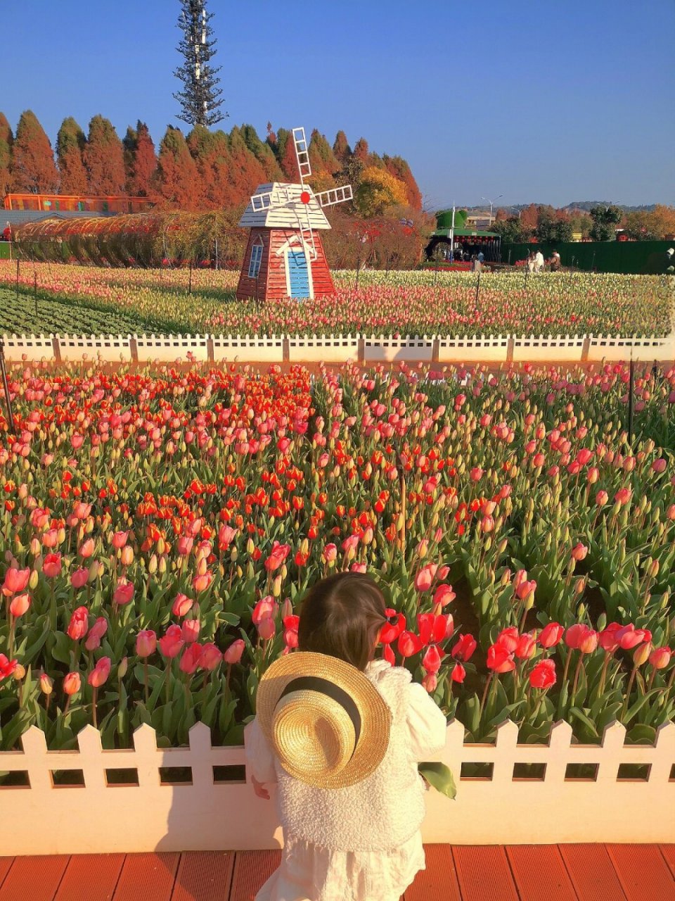 郁金香开好了93昆明已经进入花花世界  93郁金香盛开了,昆明已经