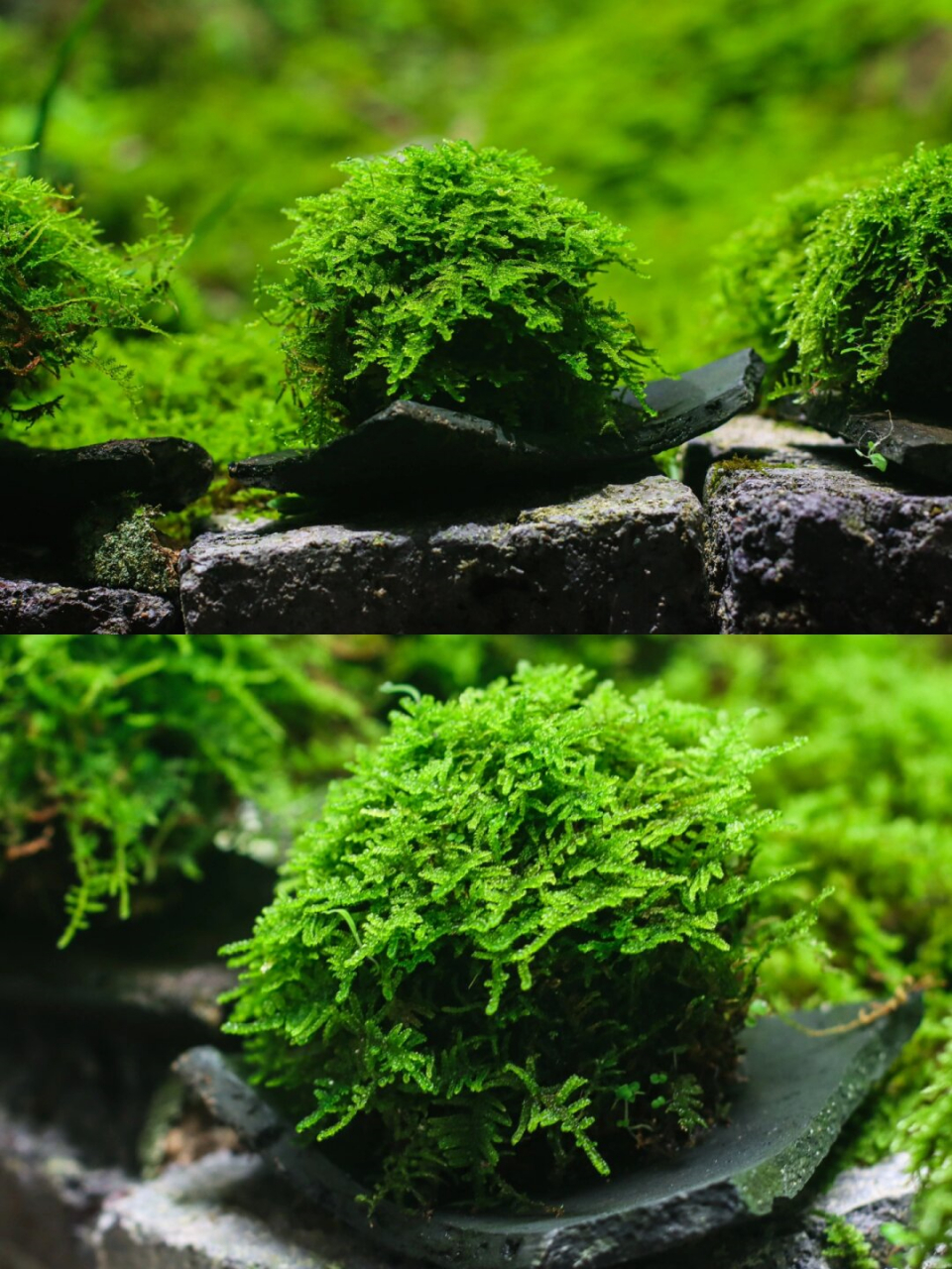 大灰藓苔玉  强推新人养的大灰藓🌱,养护超简单!