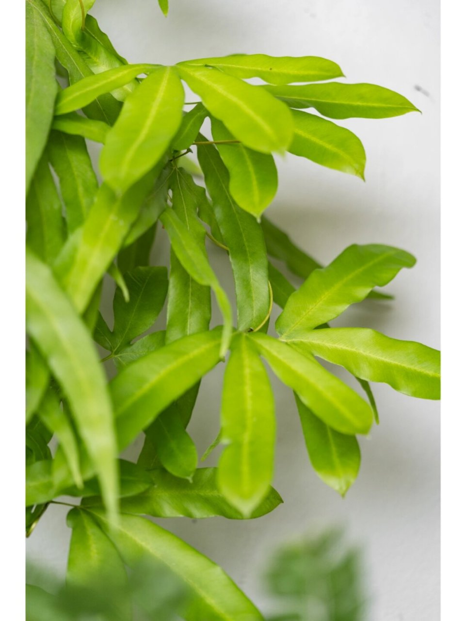 与其他海金沙相比,它的叶片更加宽大,仿佛是大自然的鬼斧神工,赋予了