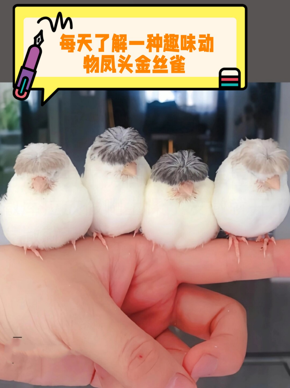 每天了解一种趣味动物凤头金丝雀   🌿中文名:凤头金丝雀,听起来就