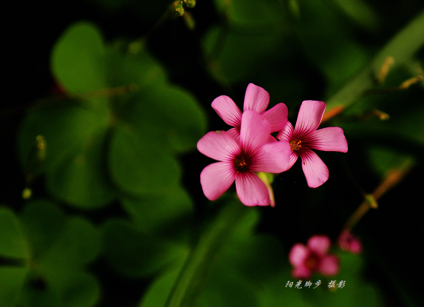 那些漂亮的花儿