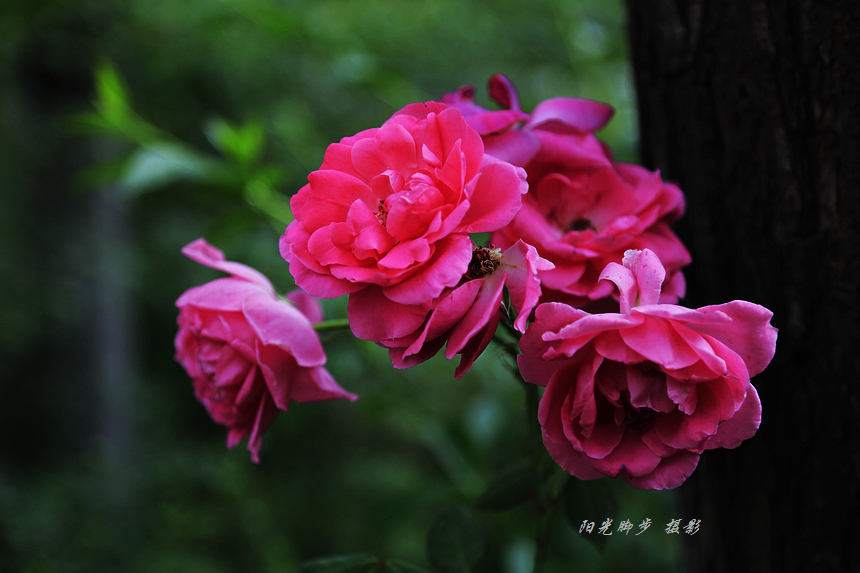 那些漂亮的花儿