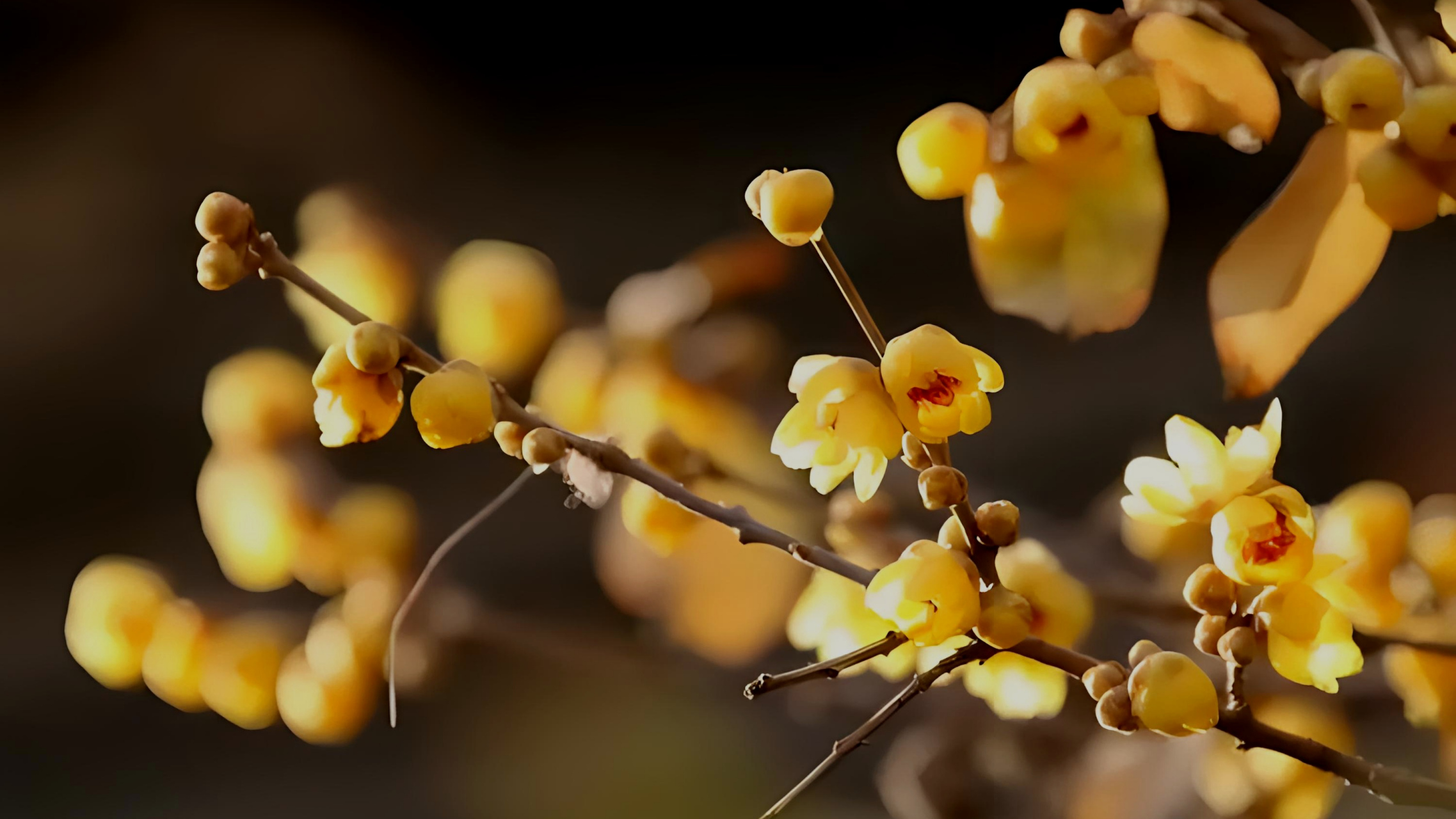 腊梅,冬日的香气王者!
