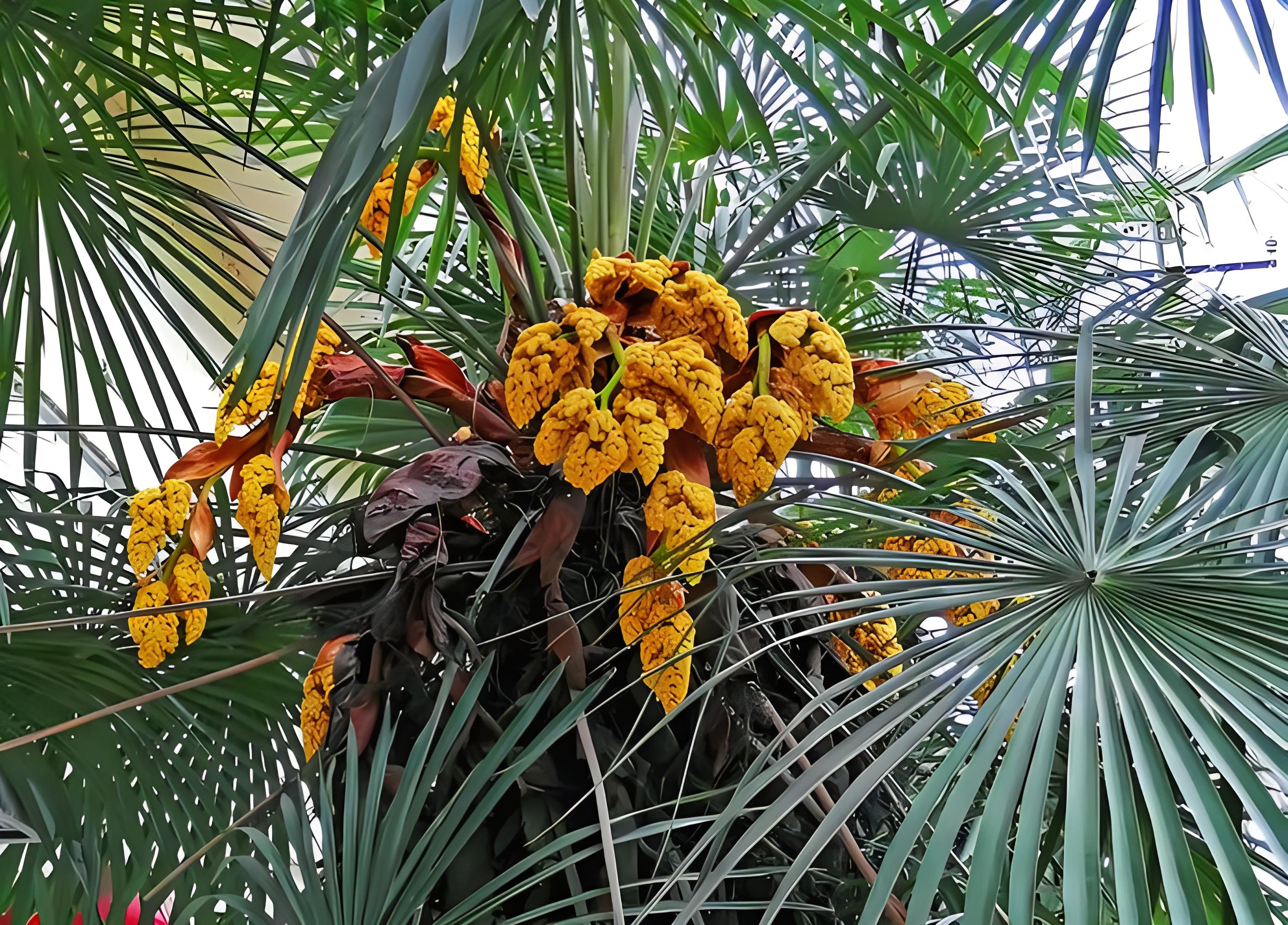 棕榈树开花吗,棕榈树的花语是什么?