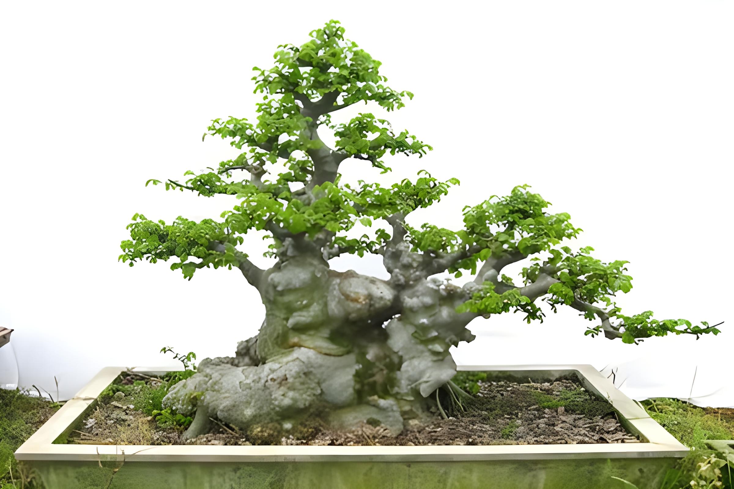 树桩盆景用什么土最好,树桩盆景的最佳用土方案