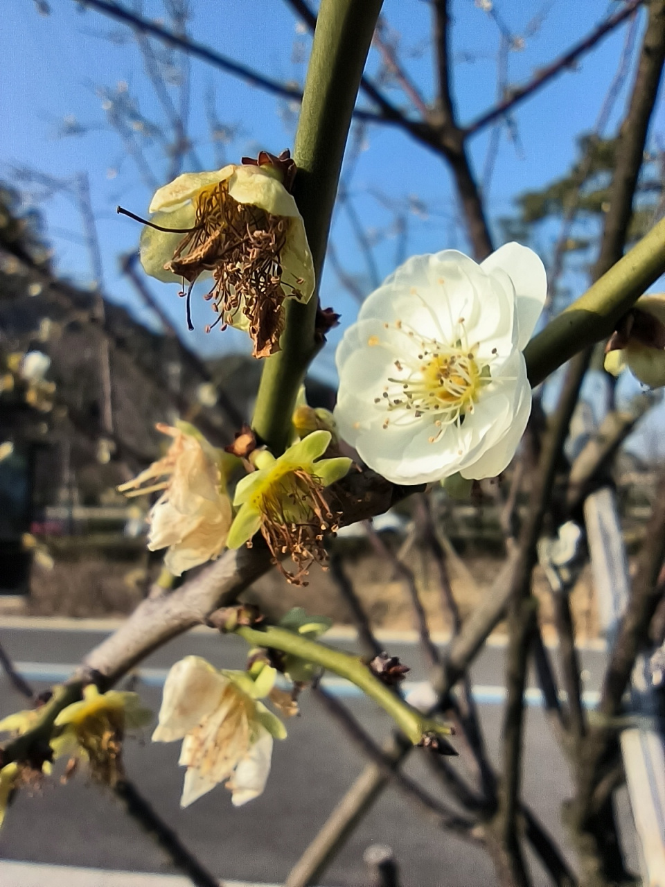 之前来看绿萼梅花的时候,它还未开放.