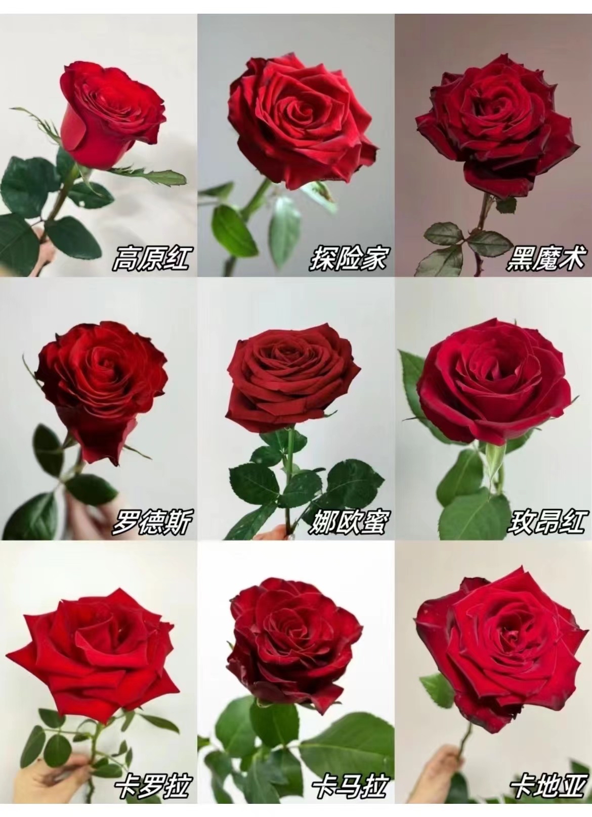 最全的红玫瑰品种集合