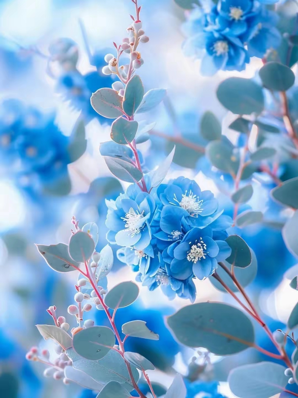 美图分享～蓝色的小花,清新淡雅