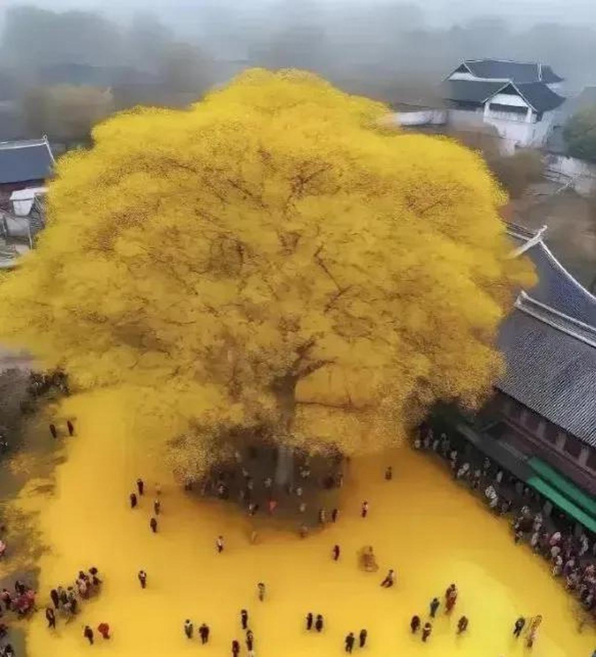 大慈岩银杏图片