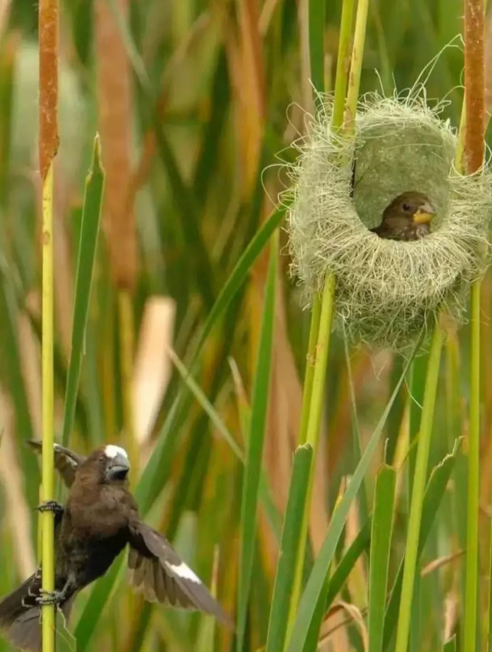 小鸟就像一个建筑师,这造房子的本领可是杠杠的,好精致的鸟巢!