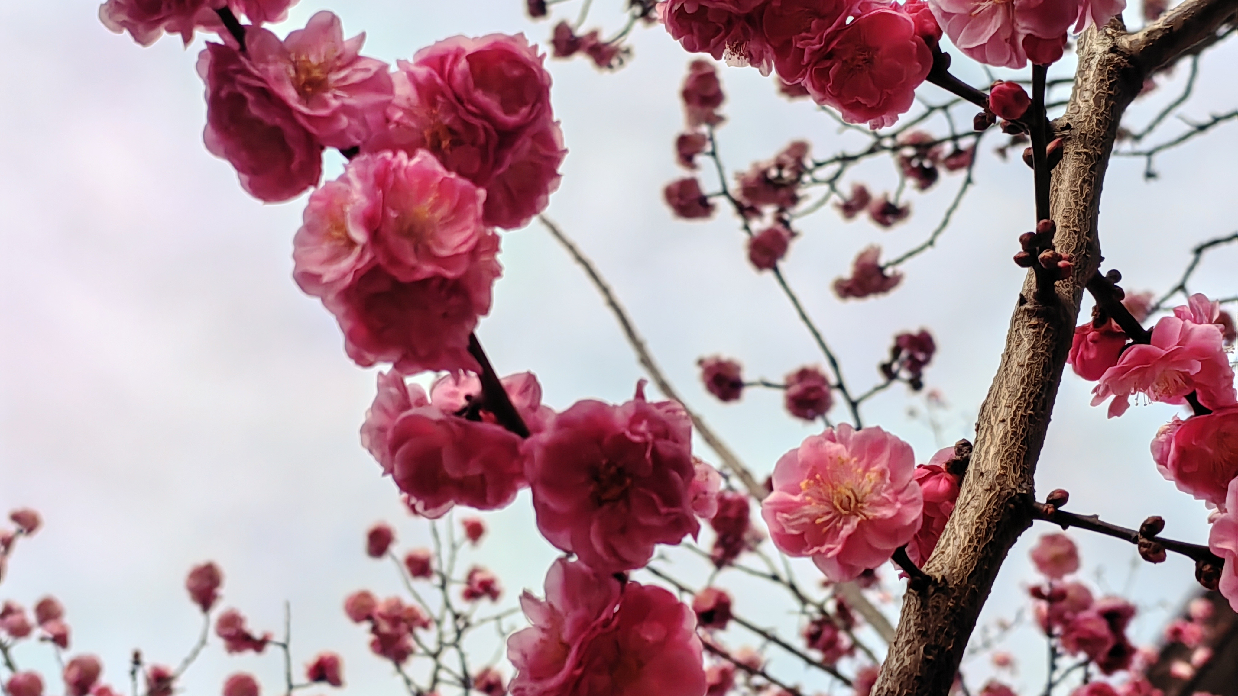 梅花图片大自然风景图图片