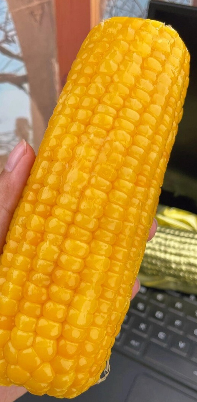 十月稻田黄糯玉米