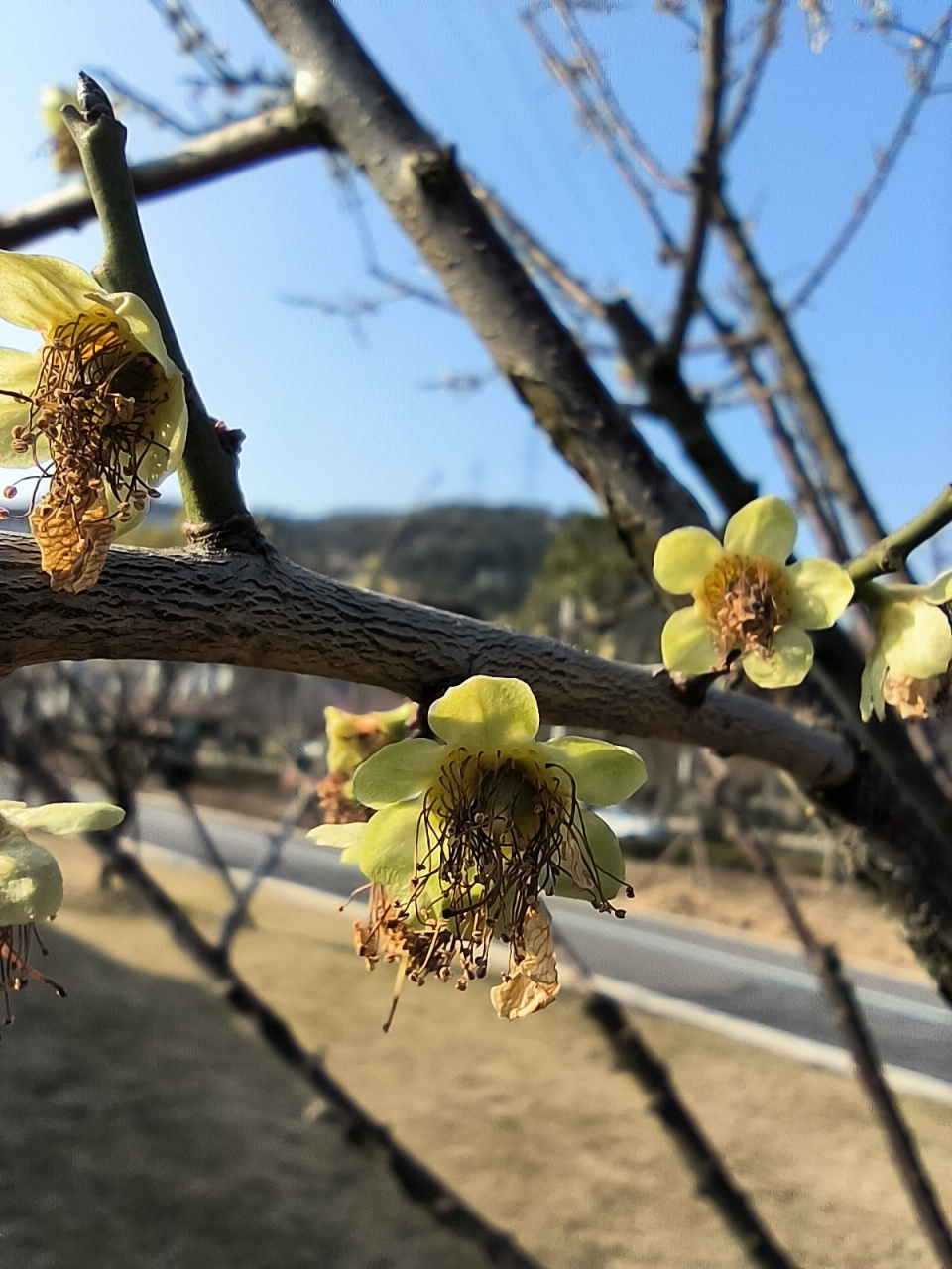 之前来看绿萼梅花的时候,它还未开放.