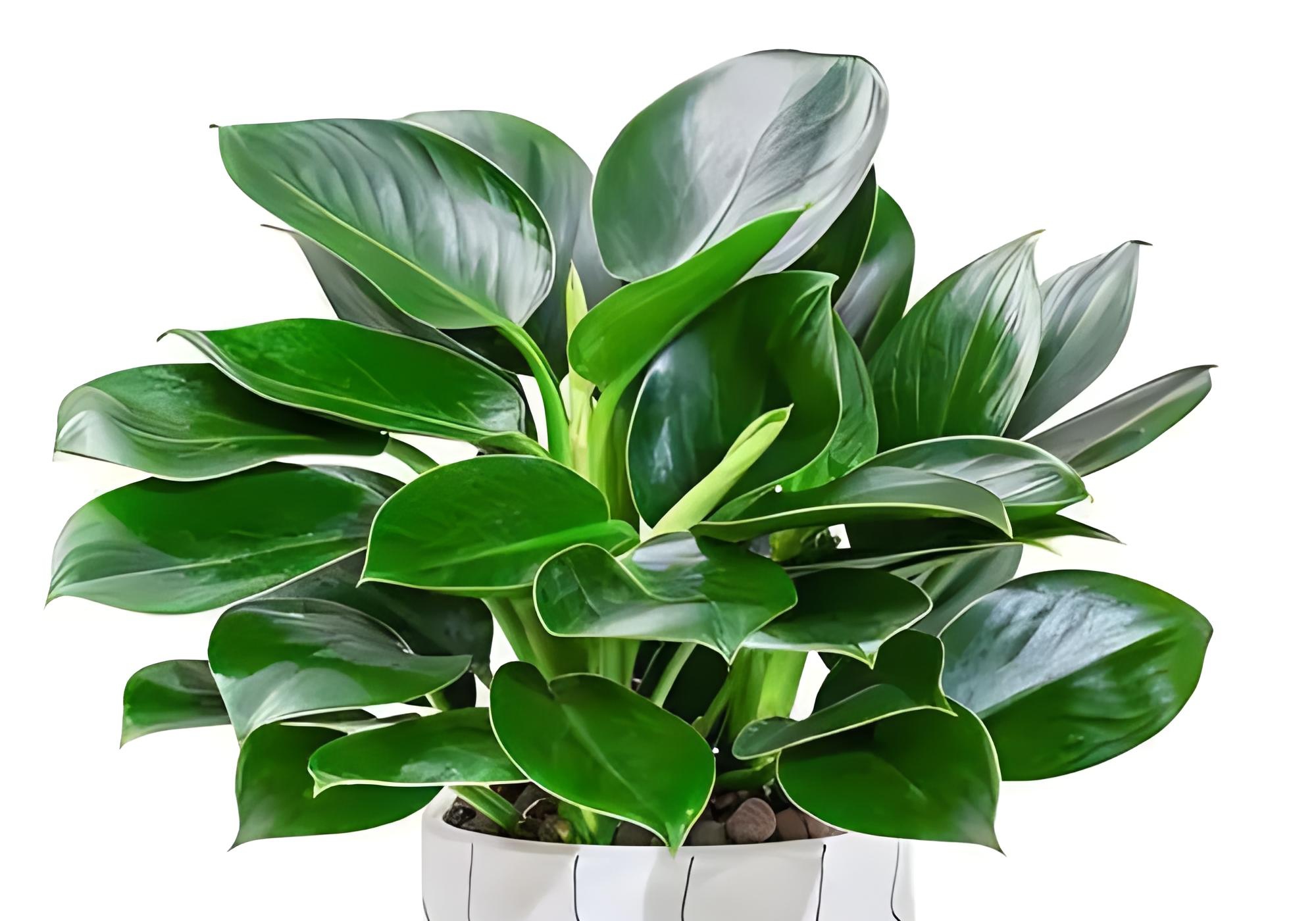 金钻春季的养护方法