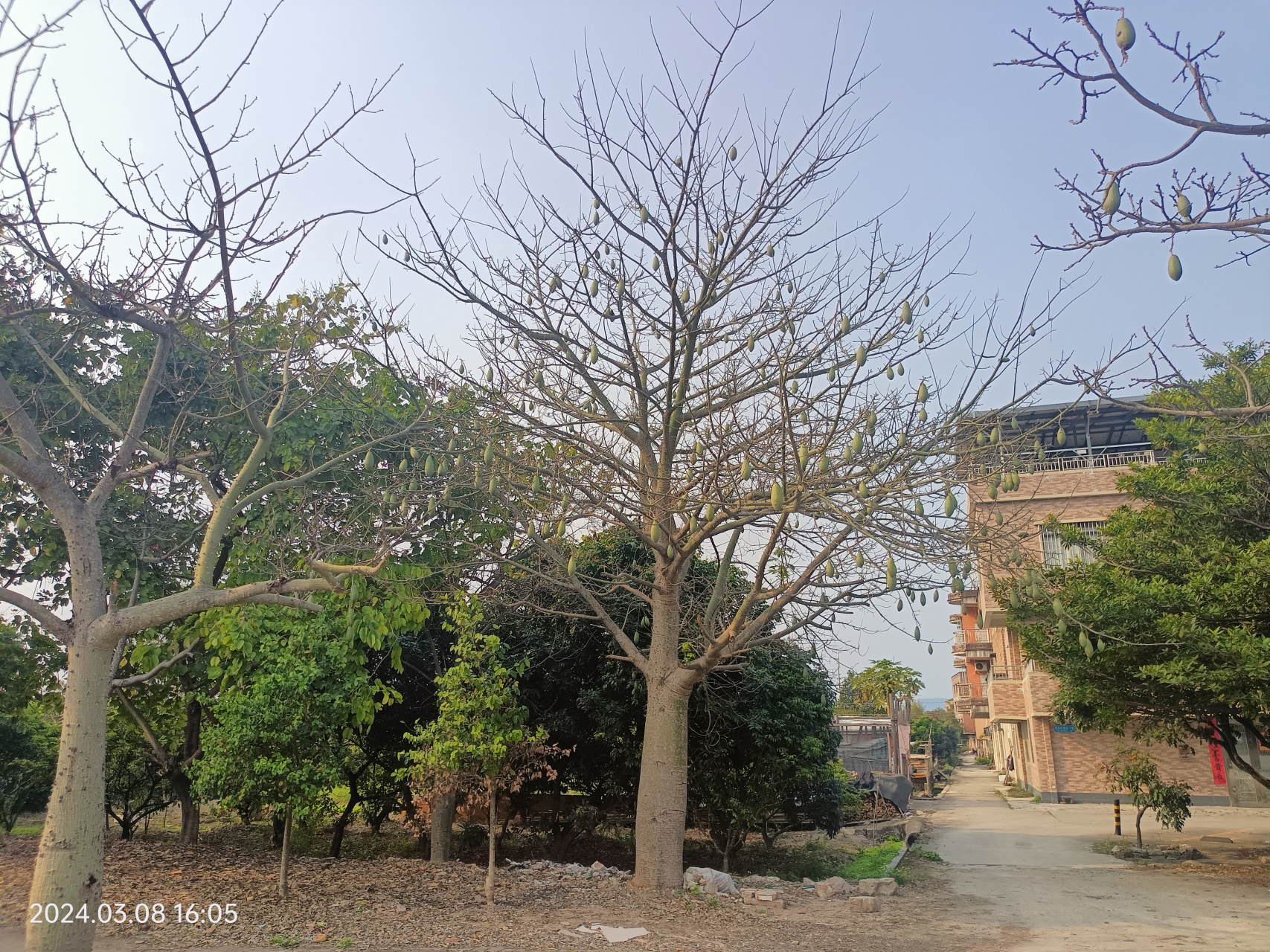 植物,美丽异木棉的果实