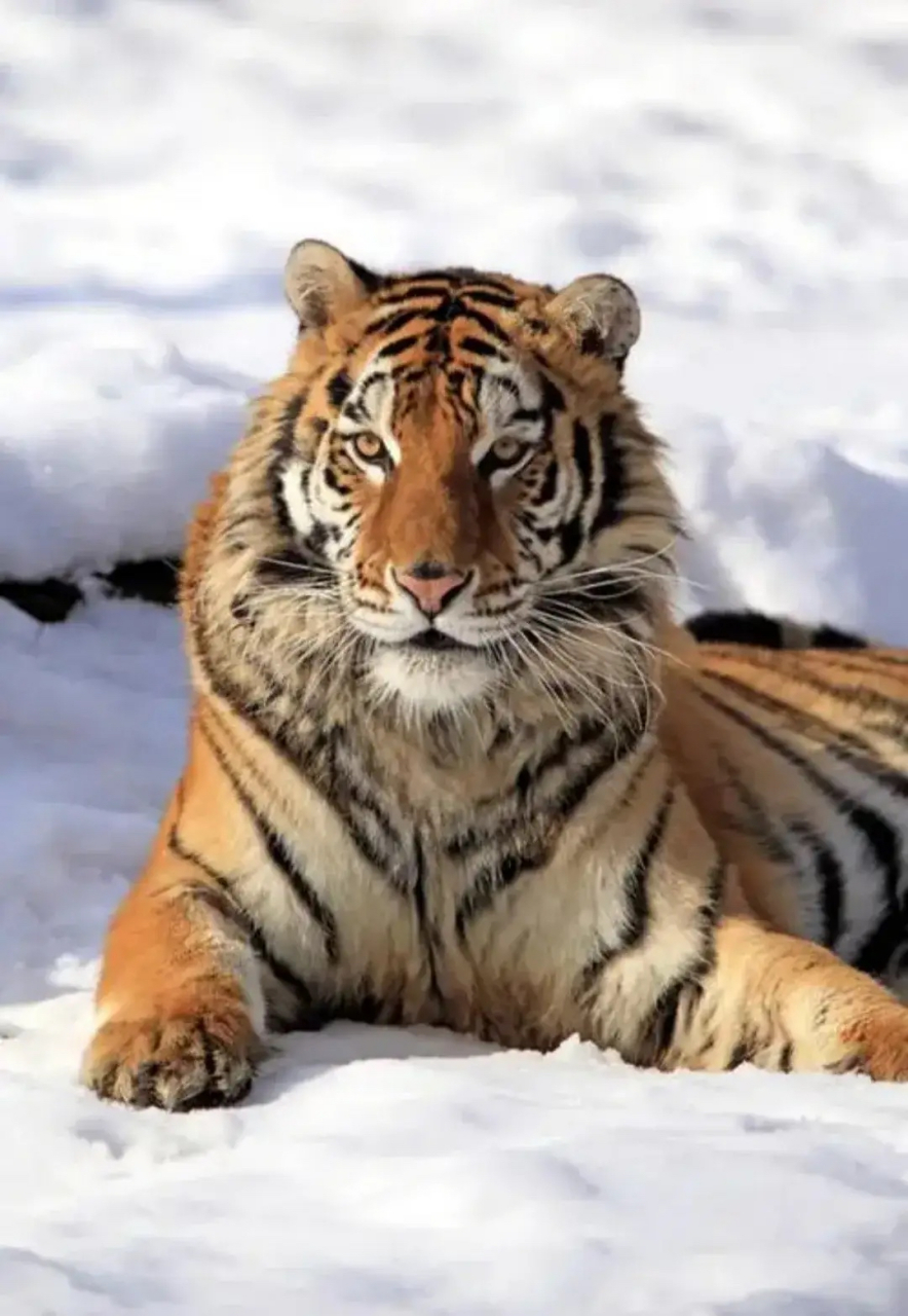 老虎是纯阳体质,在东北和西伯利亚那么冷的地方趴在雪地里睡觉都感冒