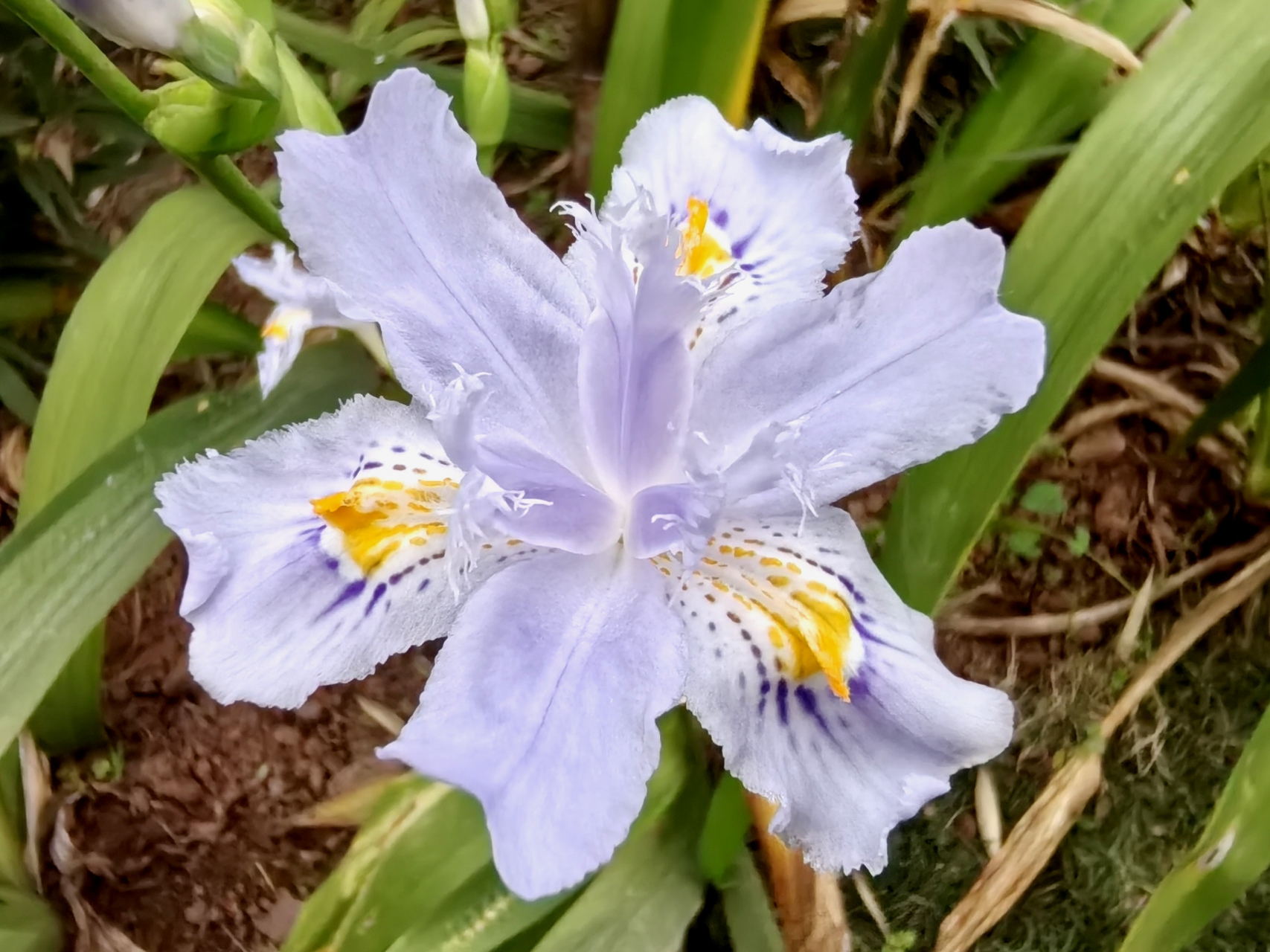 路边的紫色小花好可爱,我停下脚步用手机给它拍照了!