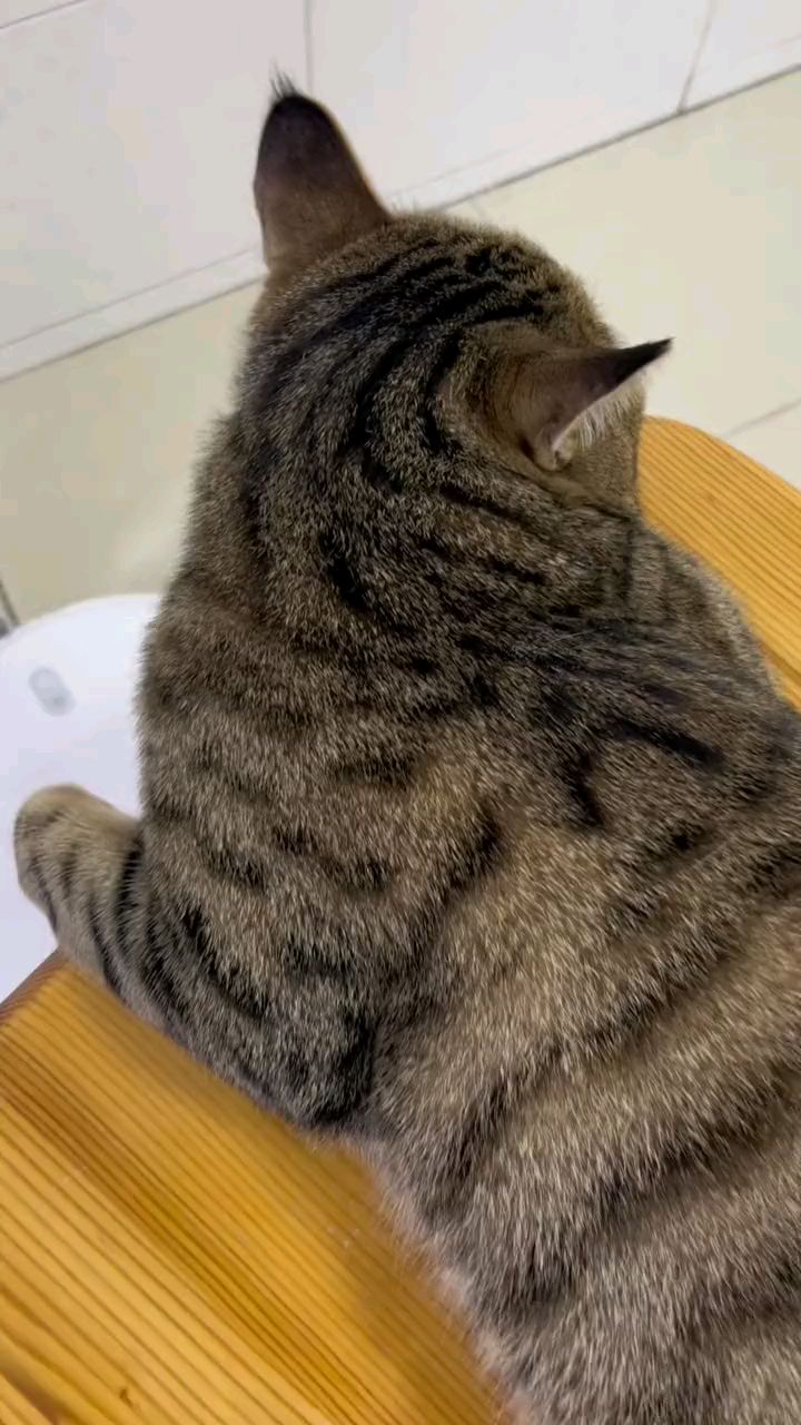 狸花猫这么太可爱