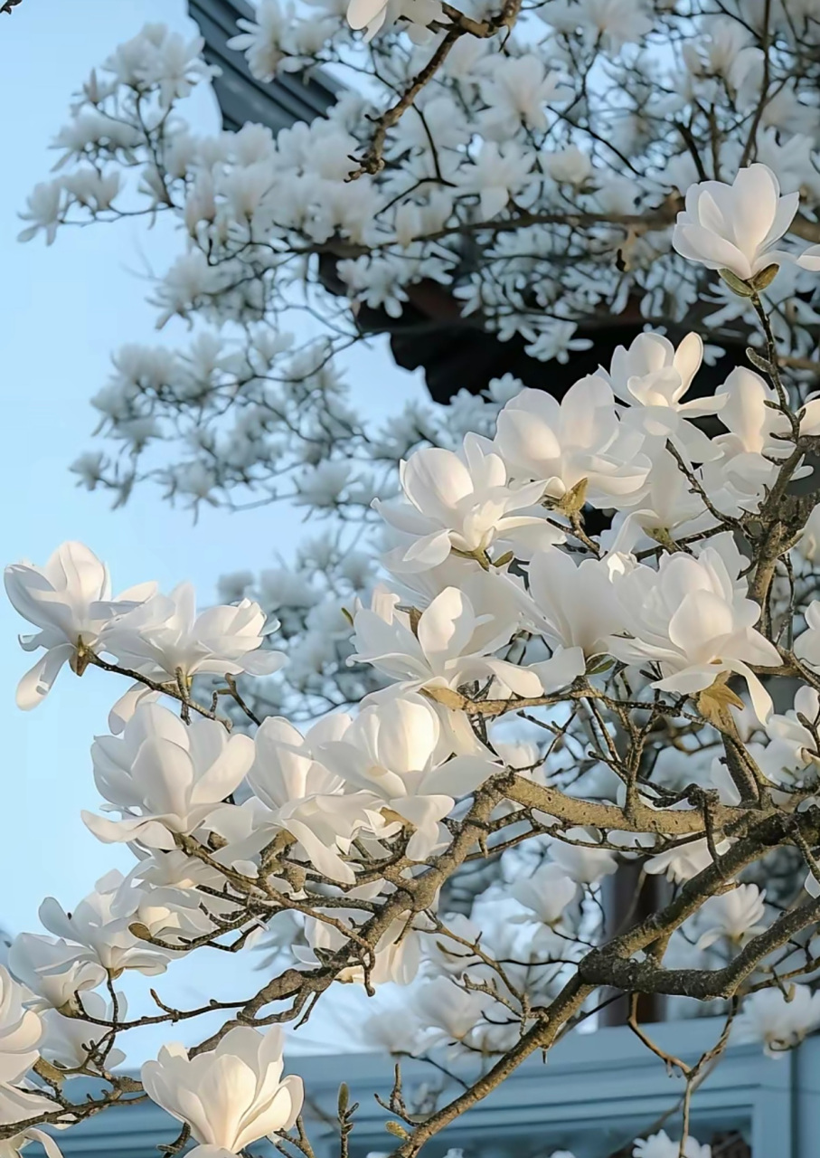 这些美得各有特色的白色花树94,都叫什么名字呀!