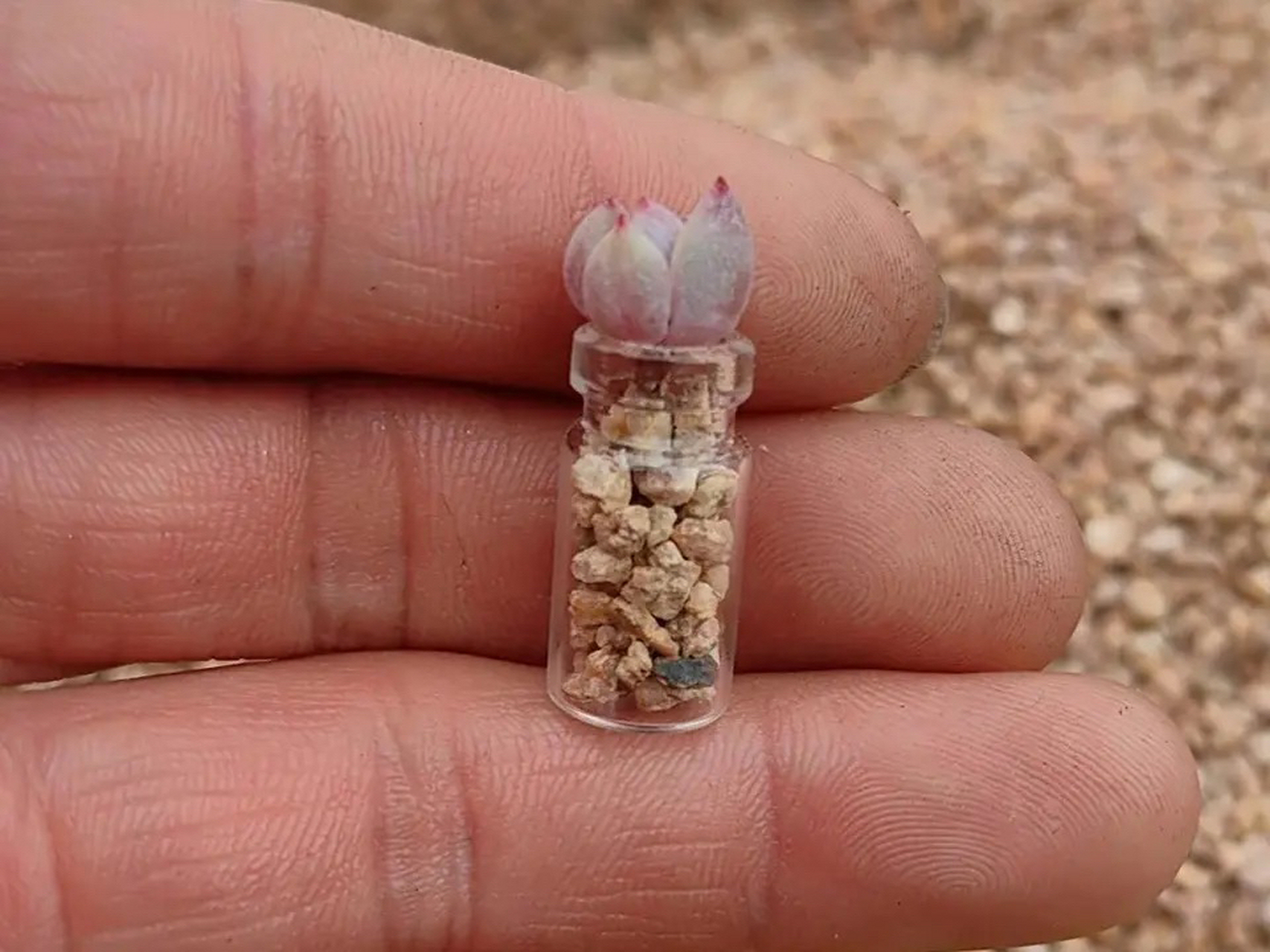 玻璃瓶养多肉,既省空间又美观!