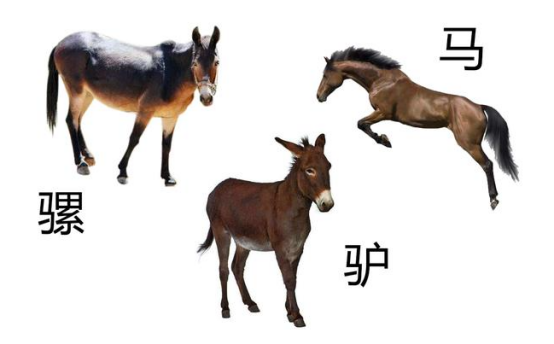 为什么骡子无法生育?骡子怀孕必死?
