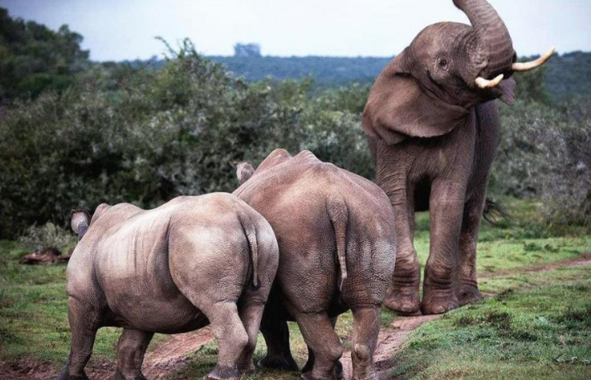 [原文:震惊!多头犀牛被大象强奸.