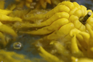 长白山蒲公英,清热解蠹.