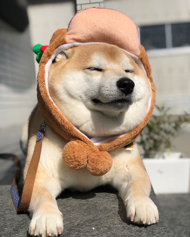 "柴犬"有这8种表现,说明它是只好狗,不是忽悠你的!