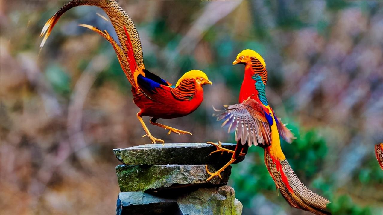 16年放羊老农发现几只金鸡误当凤凰养4年后有意外收获