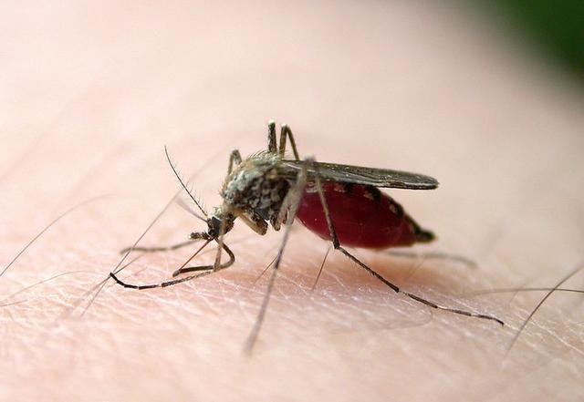 九成人不知道蚊子最大天敌是啥1个笨法子整夜开窗都不怕