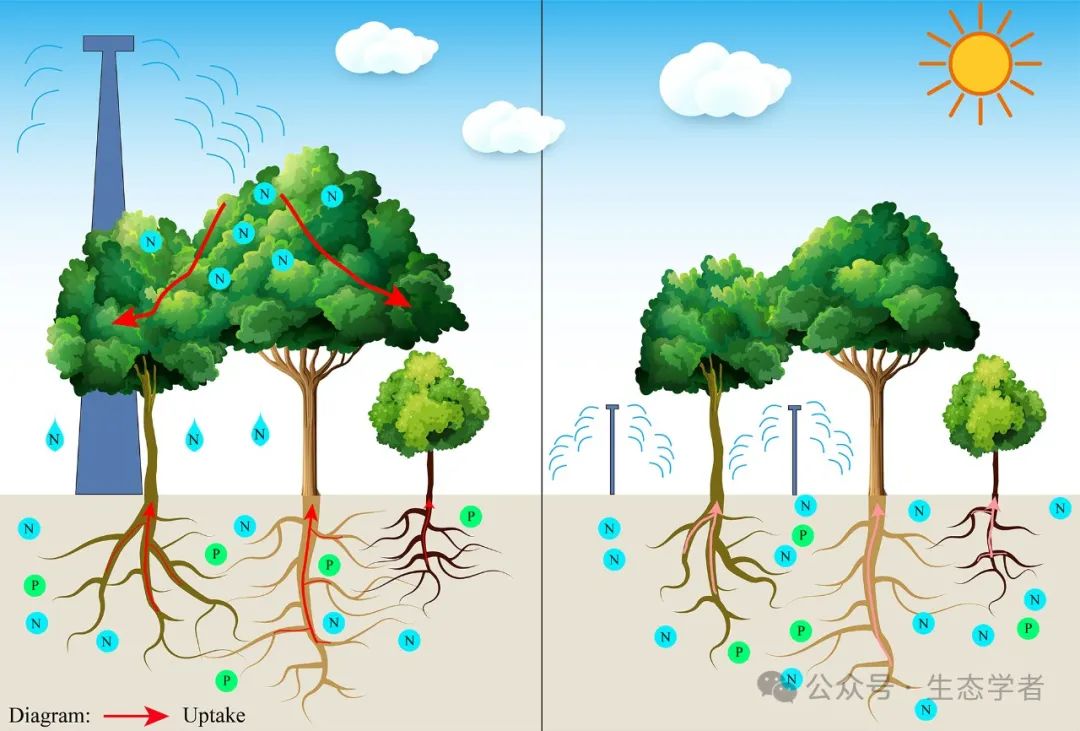 华南植物园gcb揭示林冠和林下氮添加对森林生态系统功能的影响
