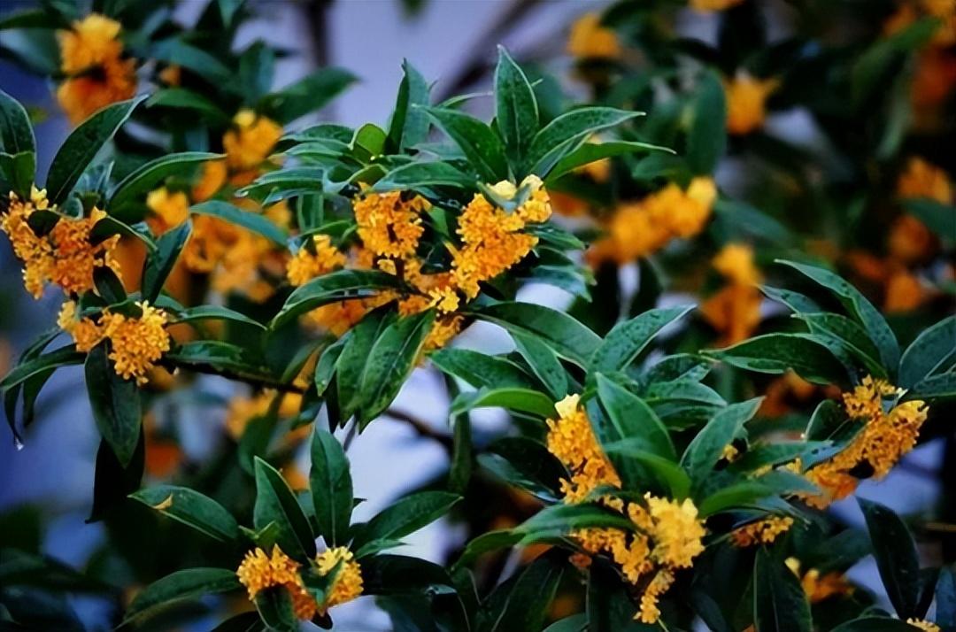 回顾把树种邻居院里新邻居搬来后把树砍光女子称要赔30万