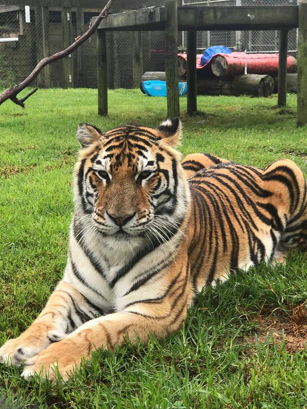 回顾被老虎舌头舔一下真会掉一层皮吗老虎为何比狮子厉害