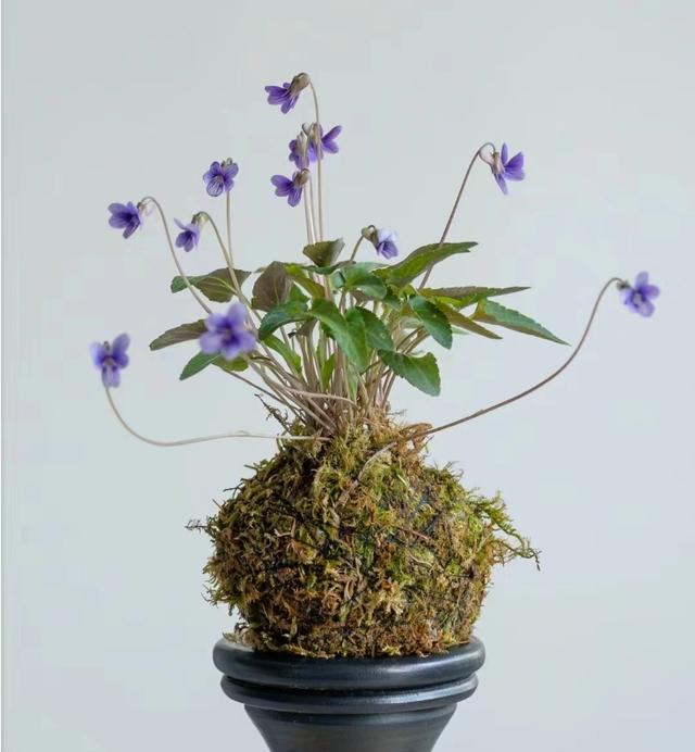 野外遇见这种花,挖回家栽盆里,瞬间高大上,让人直呼"买不起"