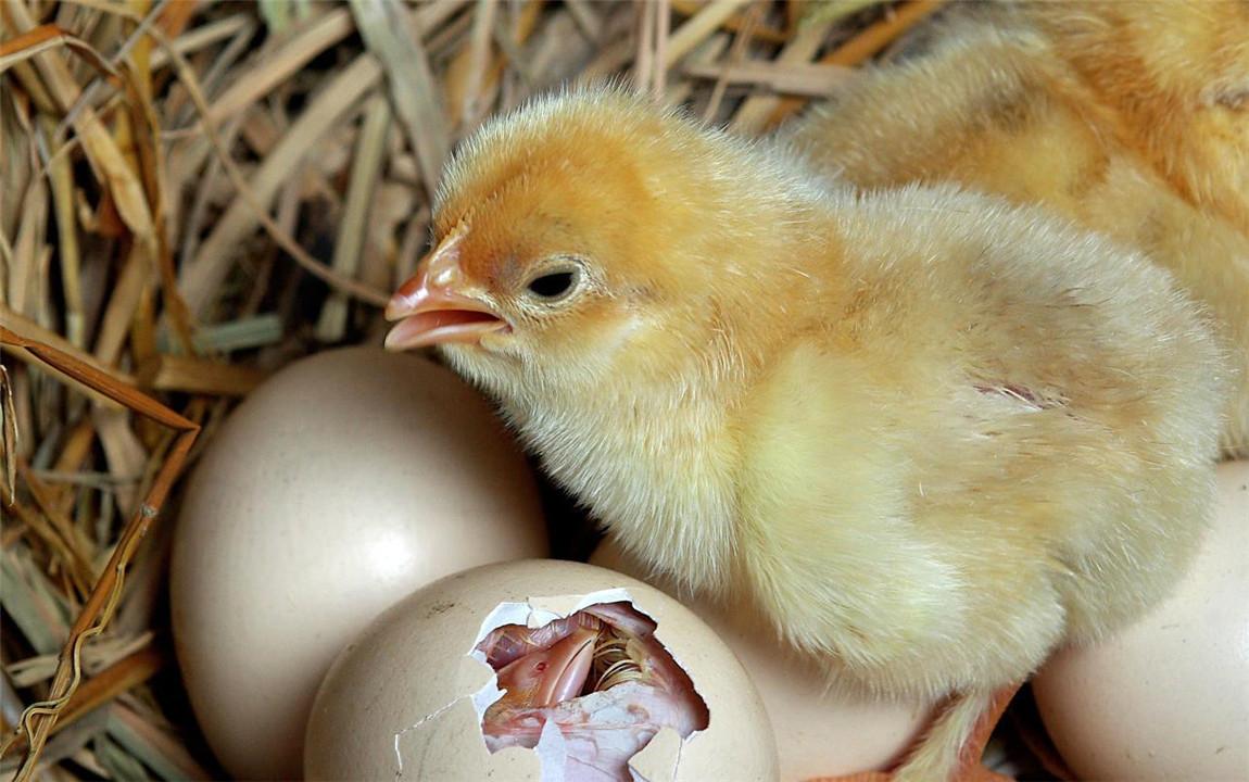 回顾:双黄蛋能孵出小鸡吗?如果能会不会孵出连体鸡?