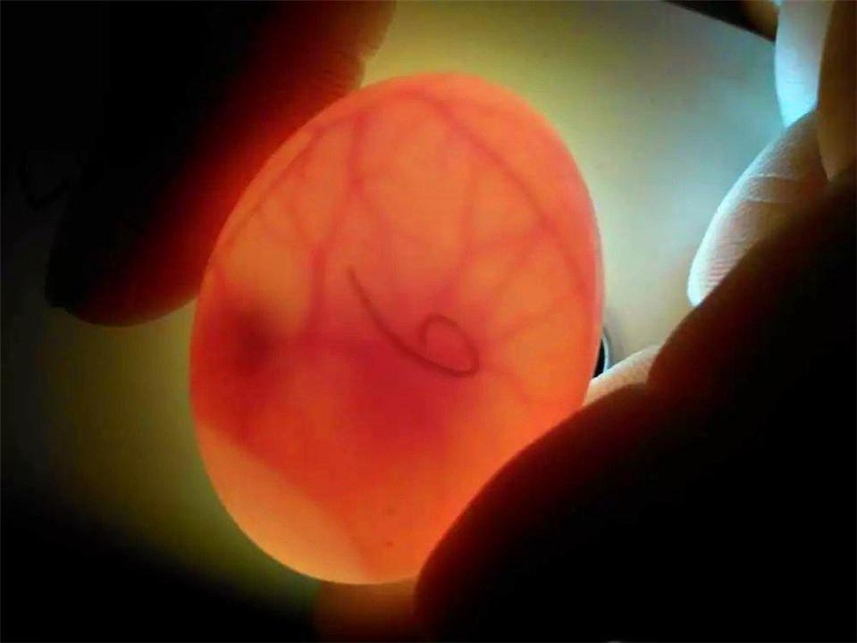 回顾:双黄蛋能孵出小鸡吗?如果能会不会孵出连体鸡?