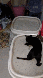 猫咪为什么每天早上叫你起床?养久了才知道,它是想告诉你这些