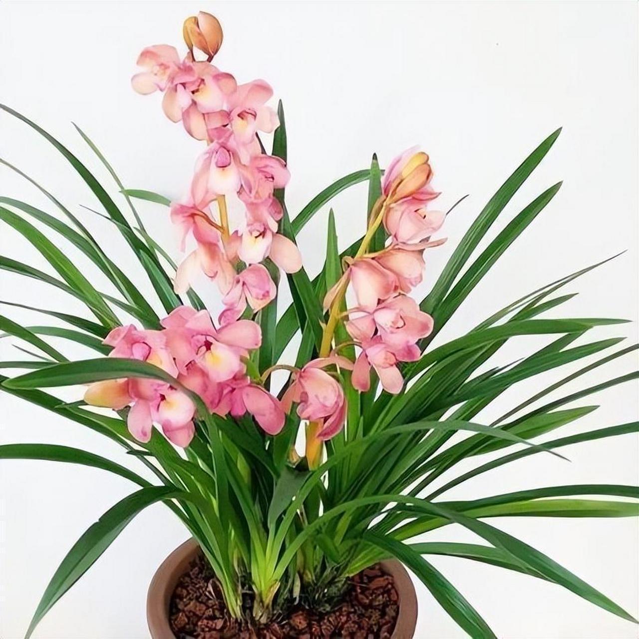 香妃兰花,粉色清雅,香气四溢!花多期长绿叶翠.