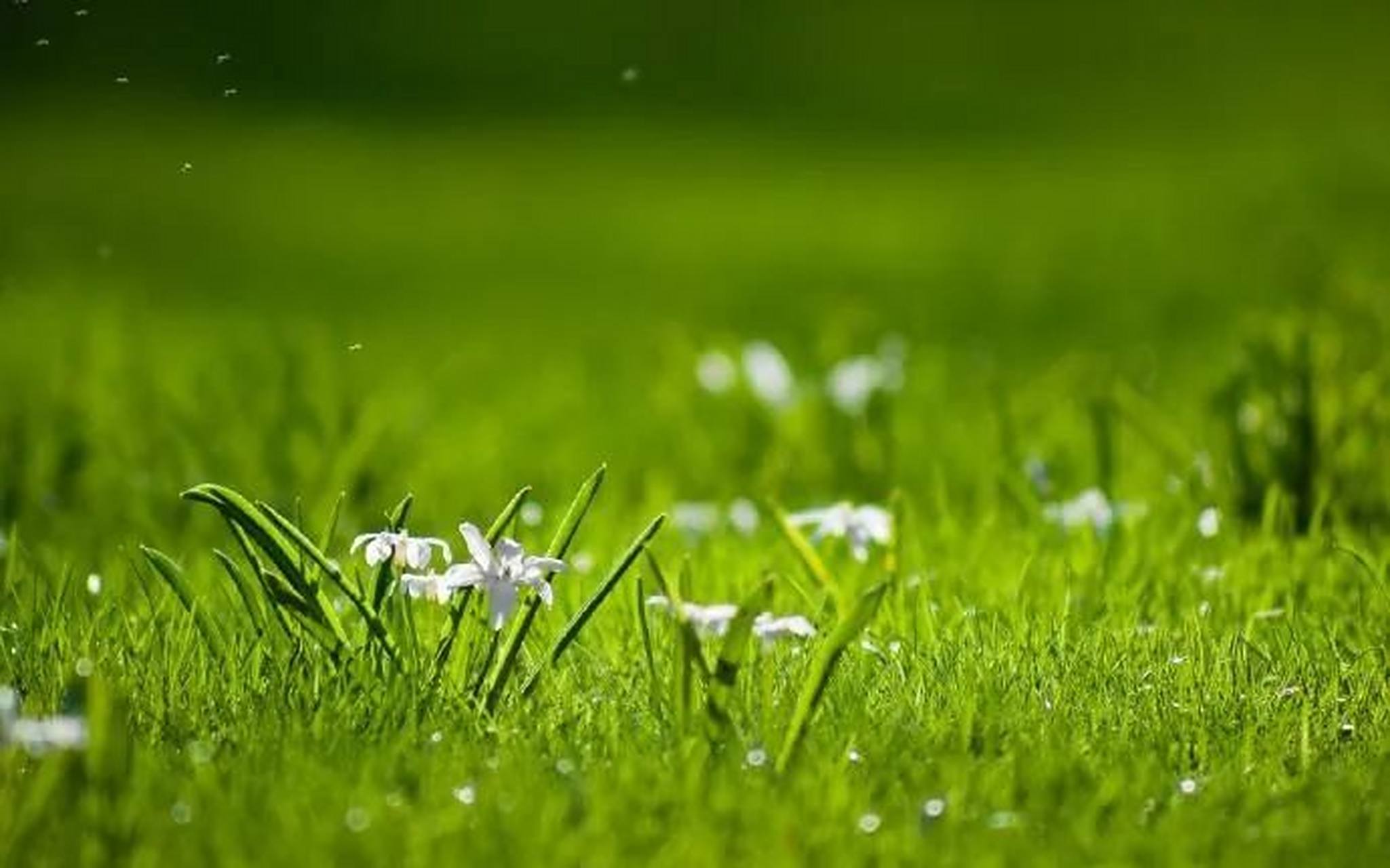 [原文:刘宜明:小草]