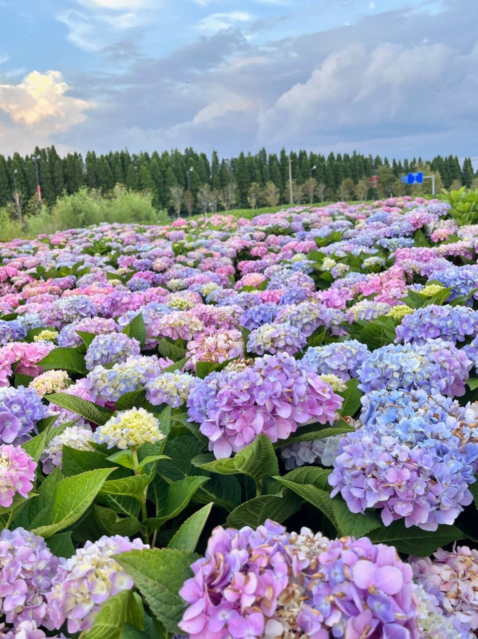 昆明花海景点图片图片