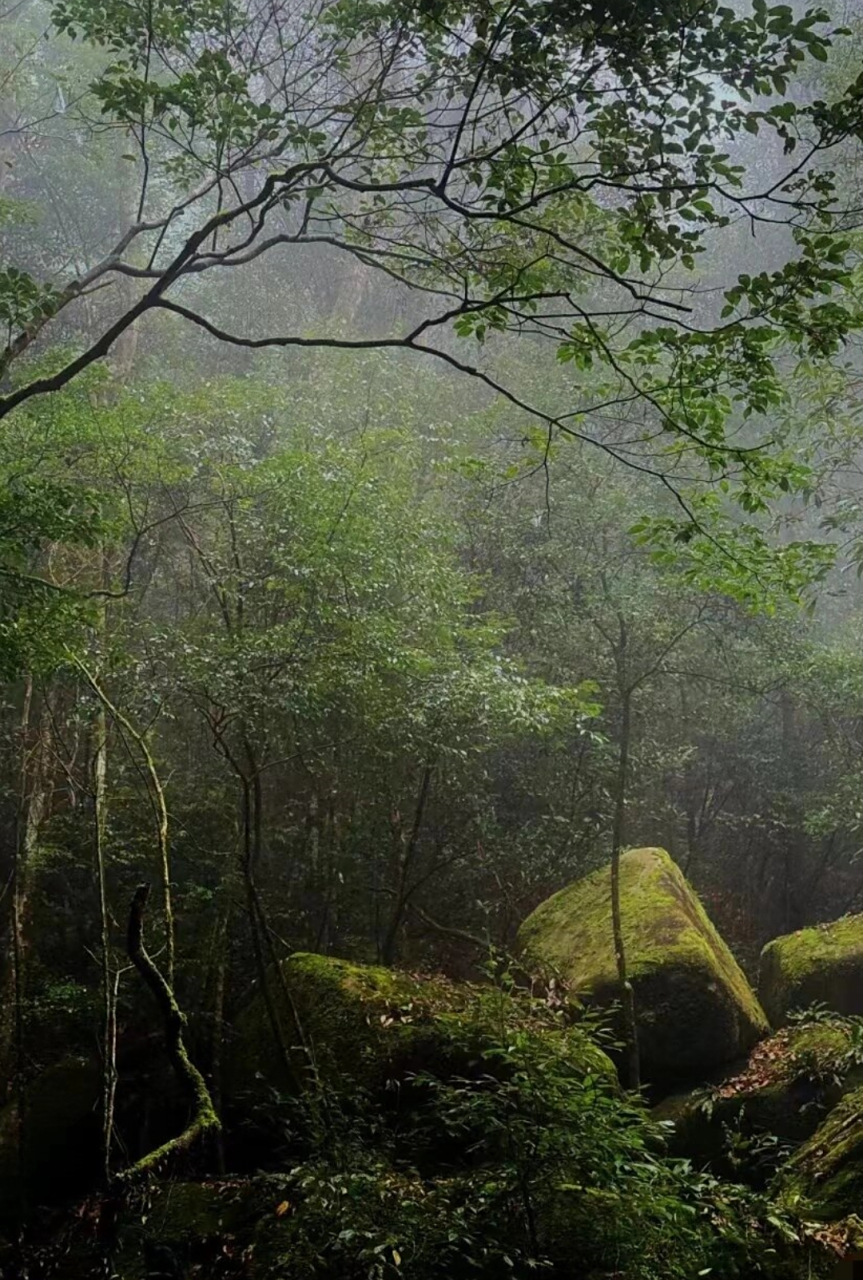 华安贡鸭山(国家森林公园)  走进华安贡鸭山,仿佛置身于一幅生动的