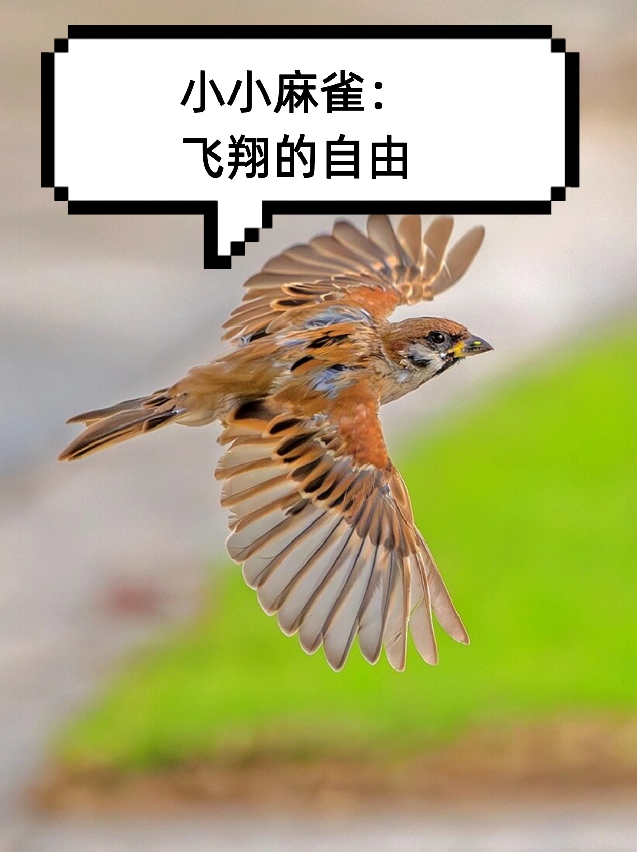 小小麻雀在蓝天下自由翱翔它们的身影是那么